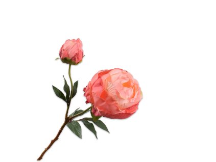 Pivónia biela/ružová 56cm