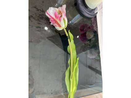 Tulipán bielo-ružový 50cm