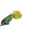 Tulipán žltý 36cm